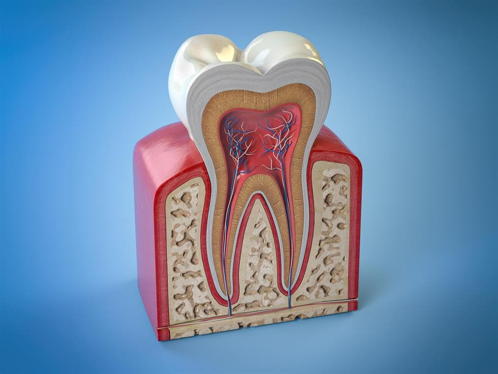 ¿Cuáles son las partes del periodonto?.